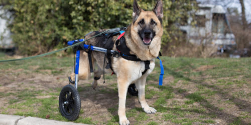 Assisted Canine Care featured image