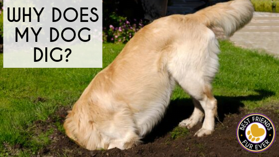 Why Does My Dog Dig? featured image