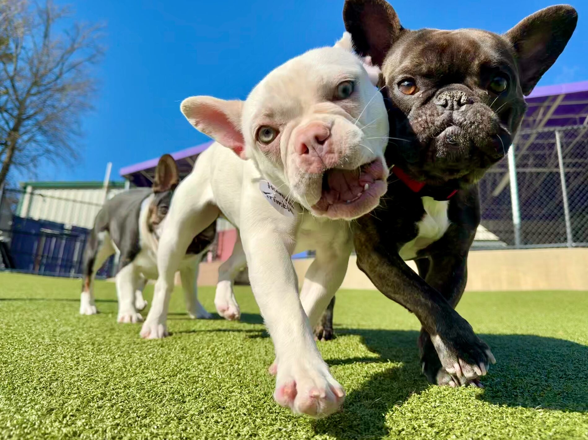 Dogs outside at New Dog Welcome Week
