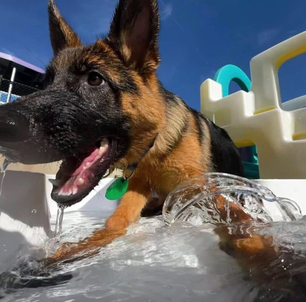 Dog in pool for New Dog Welcome Week