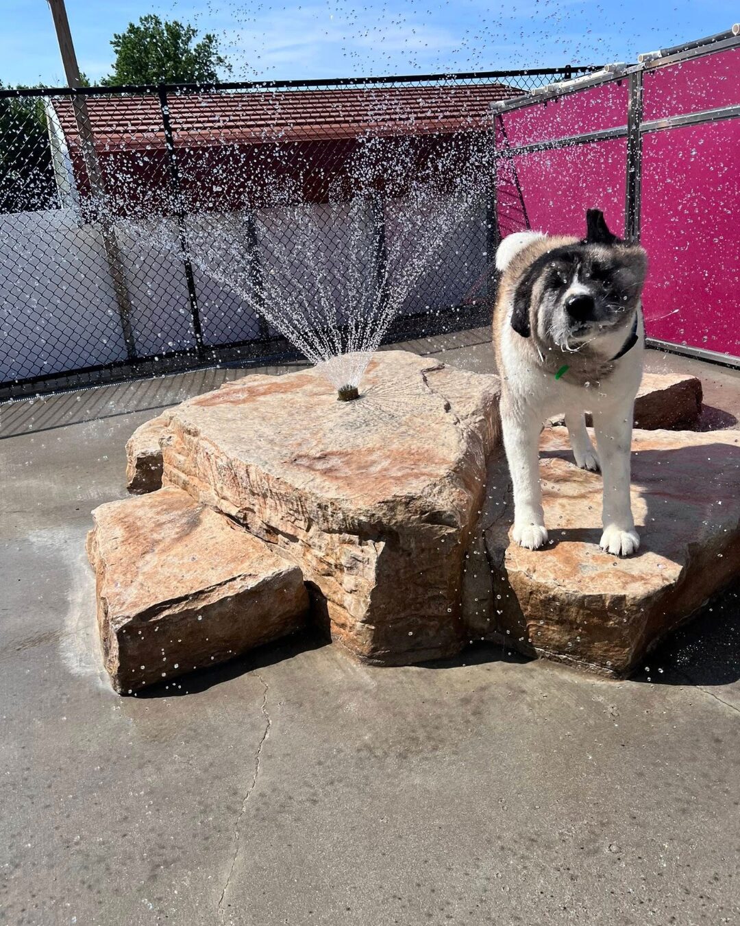 Is Social or Individual Dog Daycare Better? featured image