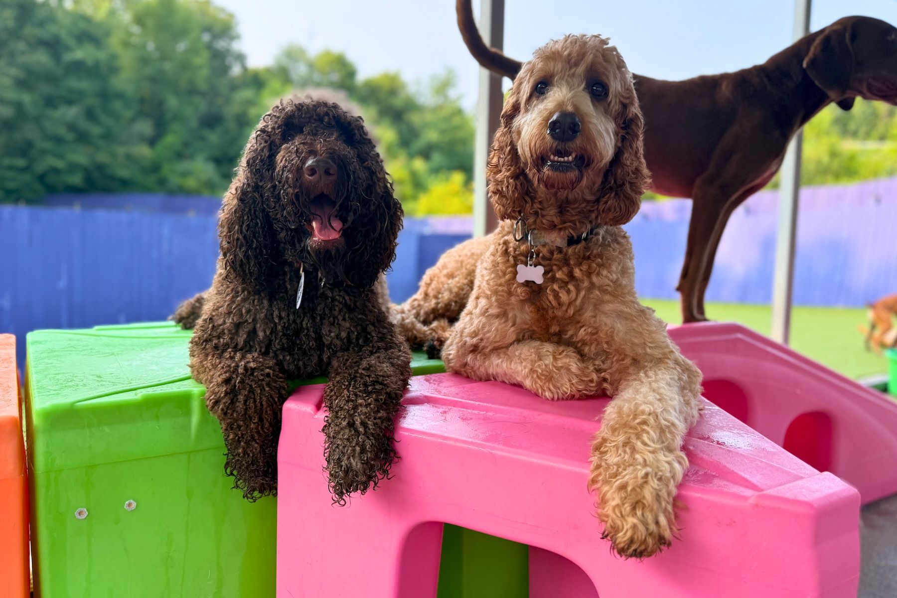 playful dogs running out to the play yard
