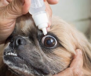 Dog Eye Care