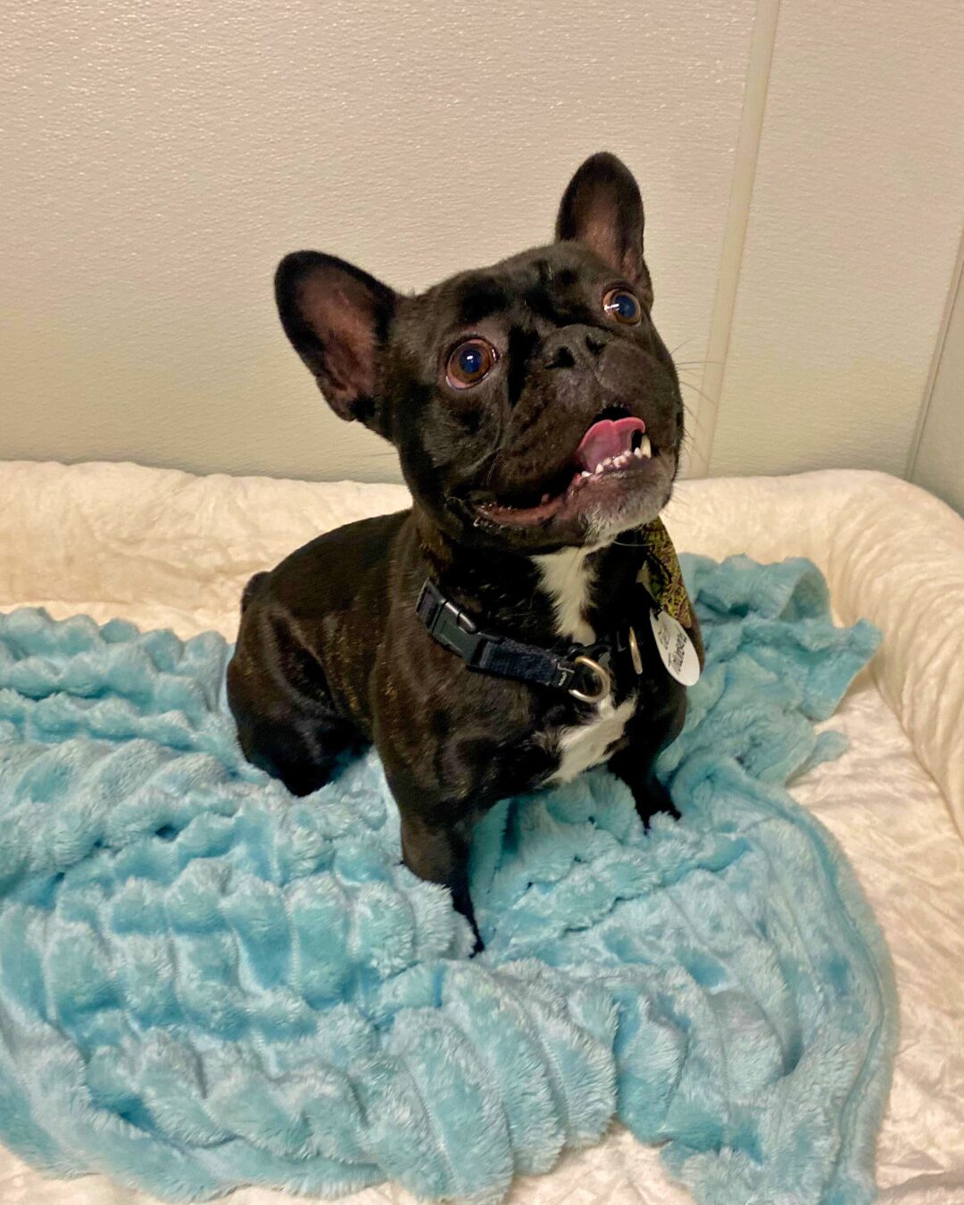 Holiday Boarding Just Got Better at Best Friends Fur Ever Cockeysville featured image