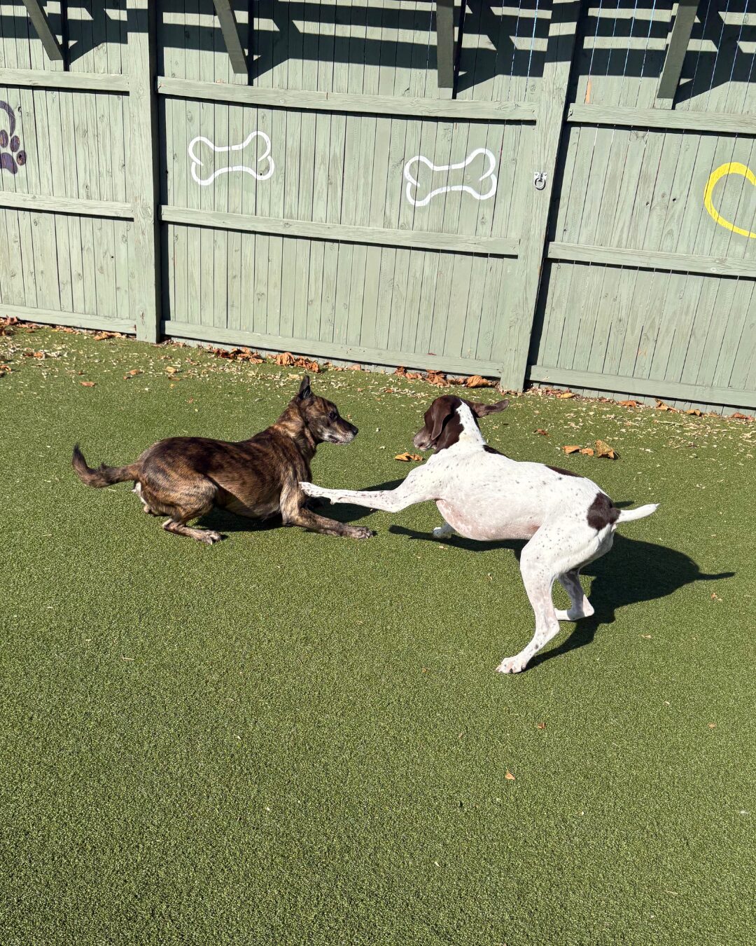 Why Play Is a Biological Need, Not a Bonus featured image