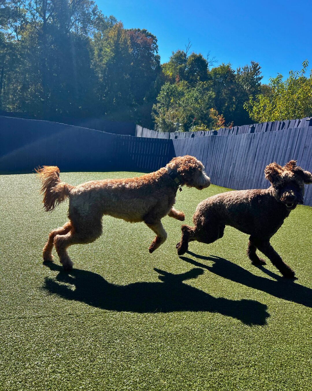 What Does a Dog Do at Daycare All Day? featured image