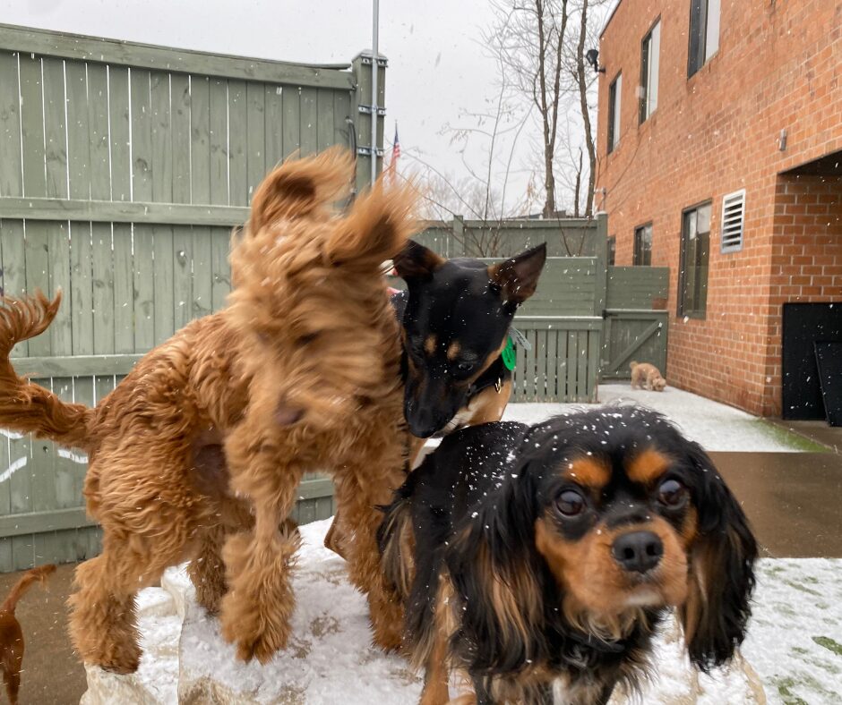 Baltimore’s Ice Storm Aftermath: Road Salt, Frozen Sidewalks, and Your Dog’s Very Unimpressed Paws featured image