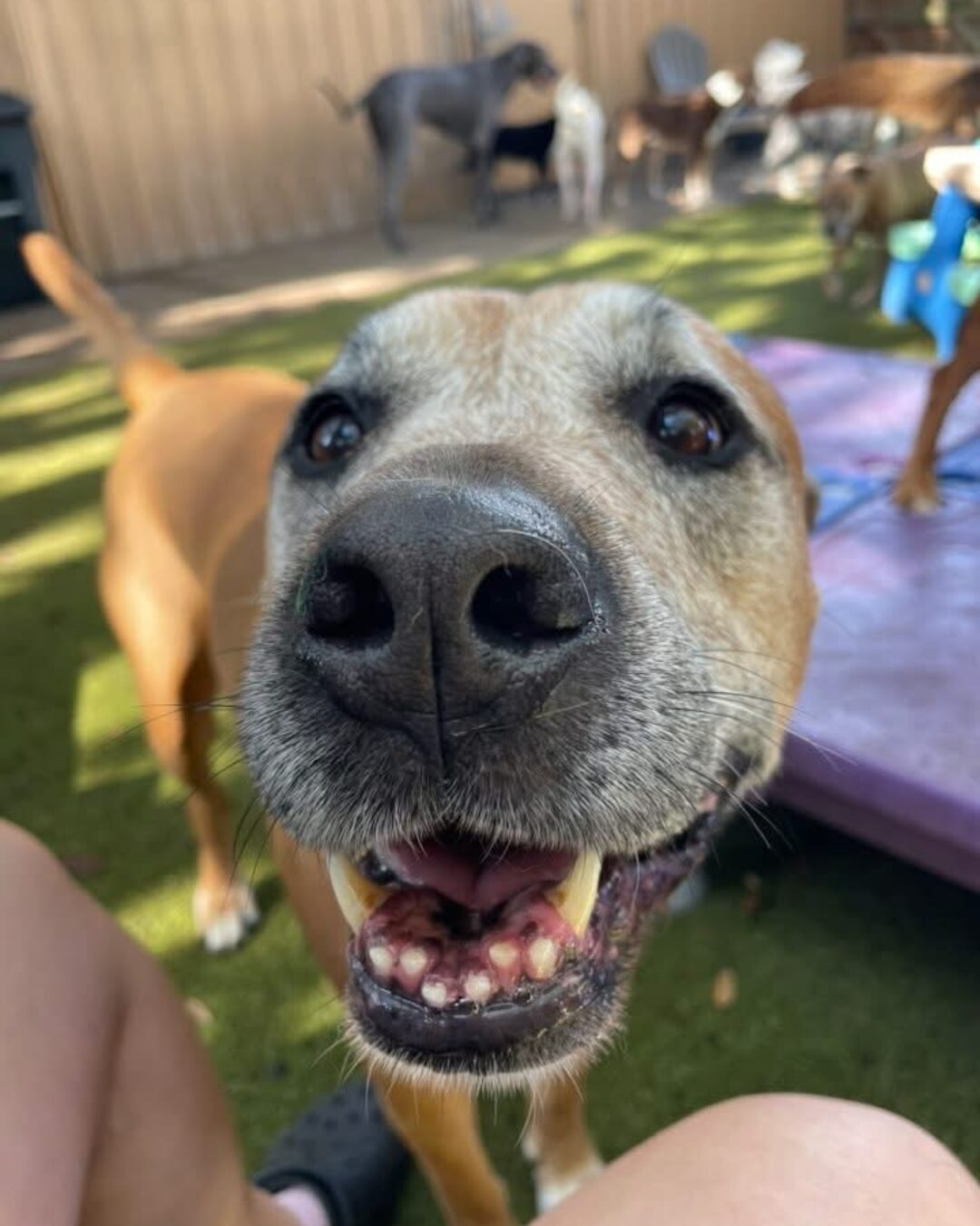 February is Pet Dental Health Month: Why Your Dog’s Teeth Matter (and Where to Get Them Cleaned Around Cockeysville & Harford County) featured image