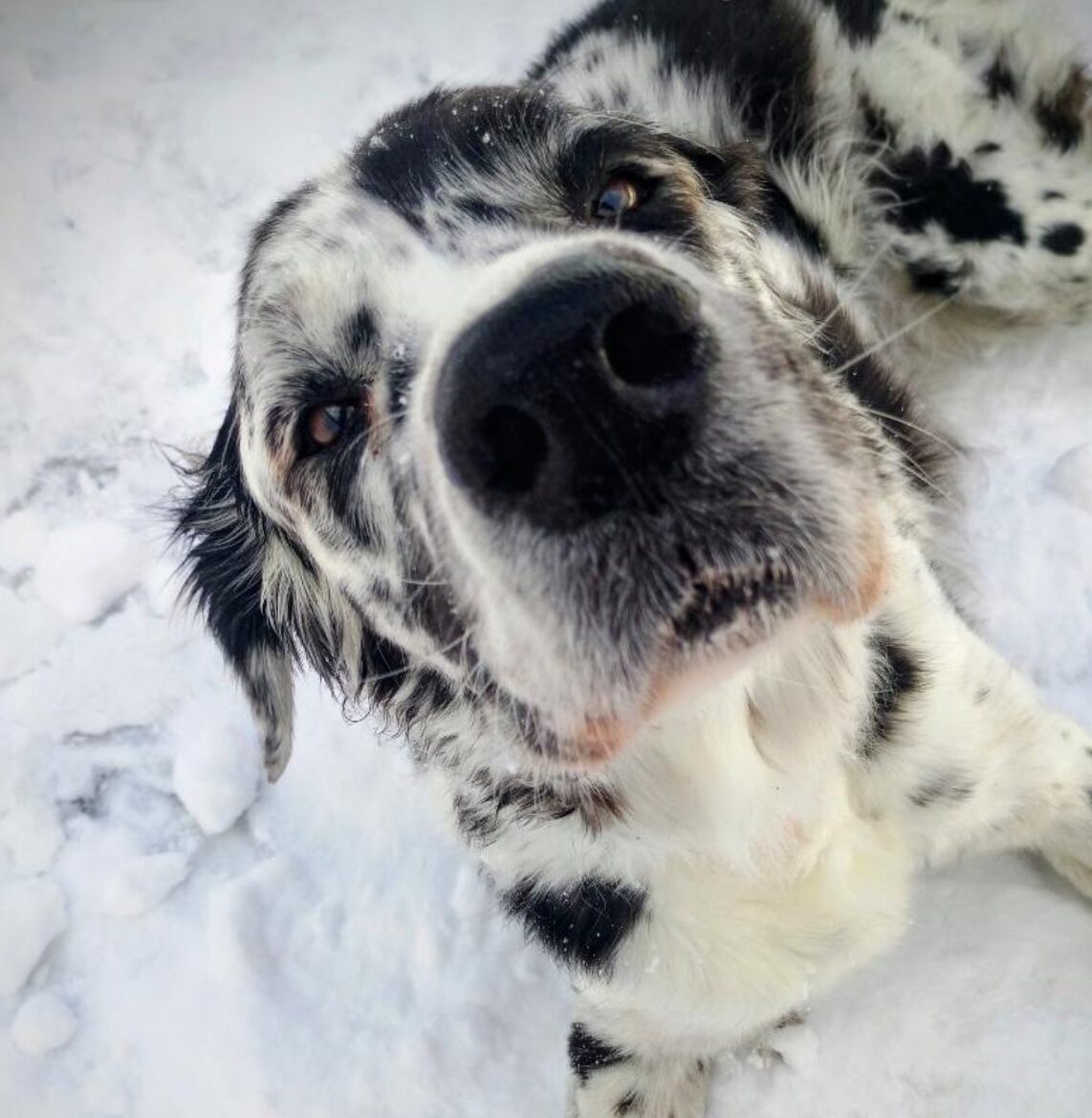 Extreme Cold Alert in Maryland: Dog Daycare Safety in Cockeysville & Harford County featured image