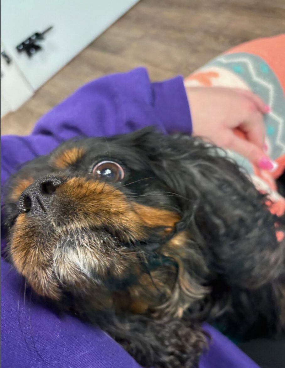 Dog Anxiety Explained: How to Help an Anxious Dog Feel Safe and Confident featured image