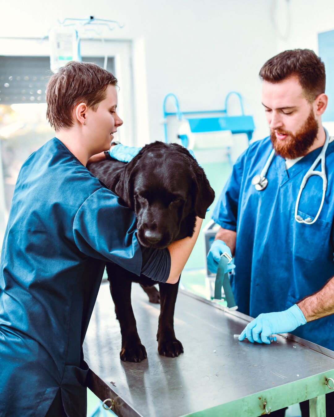 Does Your Dog Need the Lepto Vaccine? What DHPP vs DAPP Means for Protection featured image