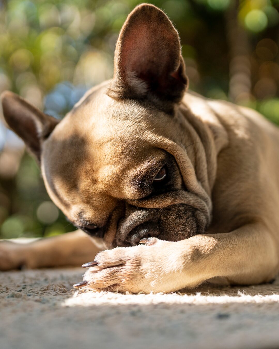 Maryland Pollen Levels Are Spiking This Week—Why Your Dog (and Your Home) Are Feeling It featured image