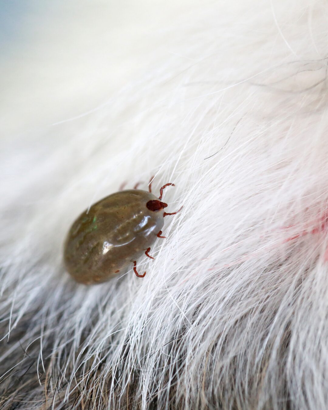 Top 5 Things You Can Do to Help Your Dog Fight Ticks & Allergies This Season in Maryland featured image