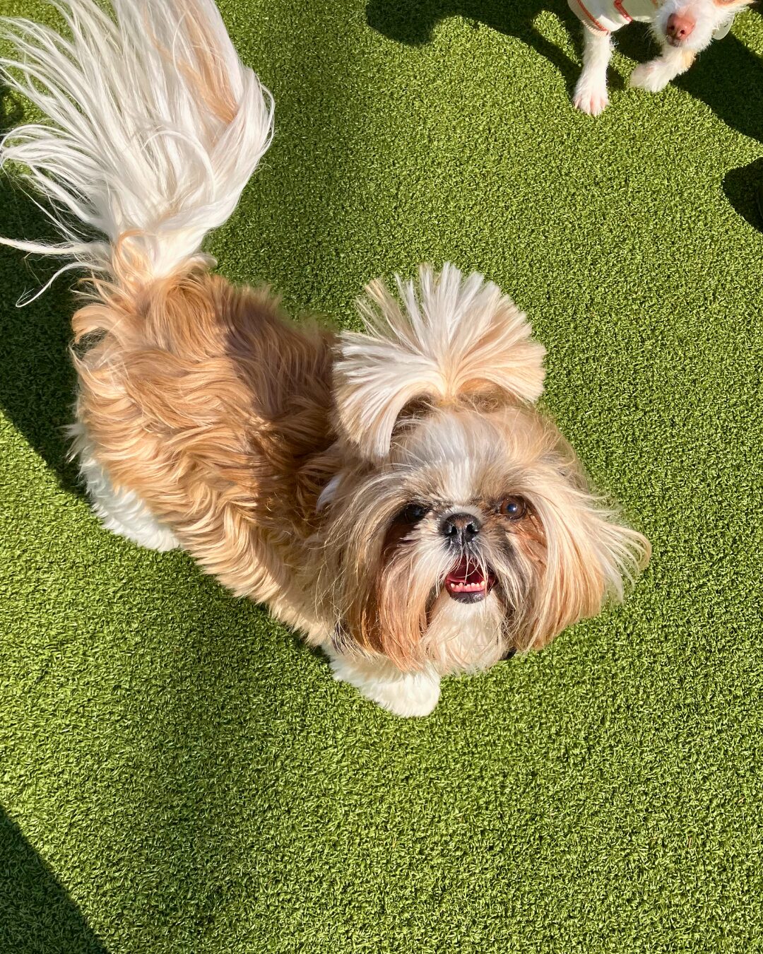 Is Dog Daycare Safe for Small Dogs? Yes — If It’s Done Right featured image