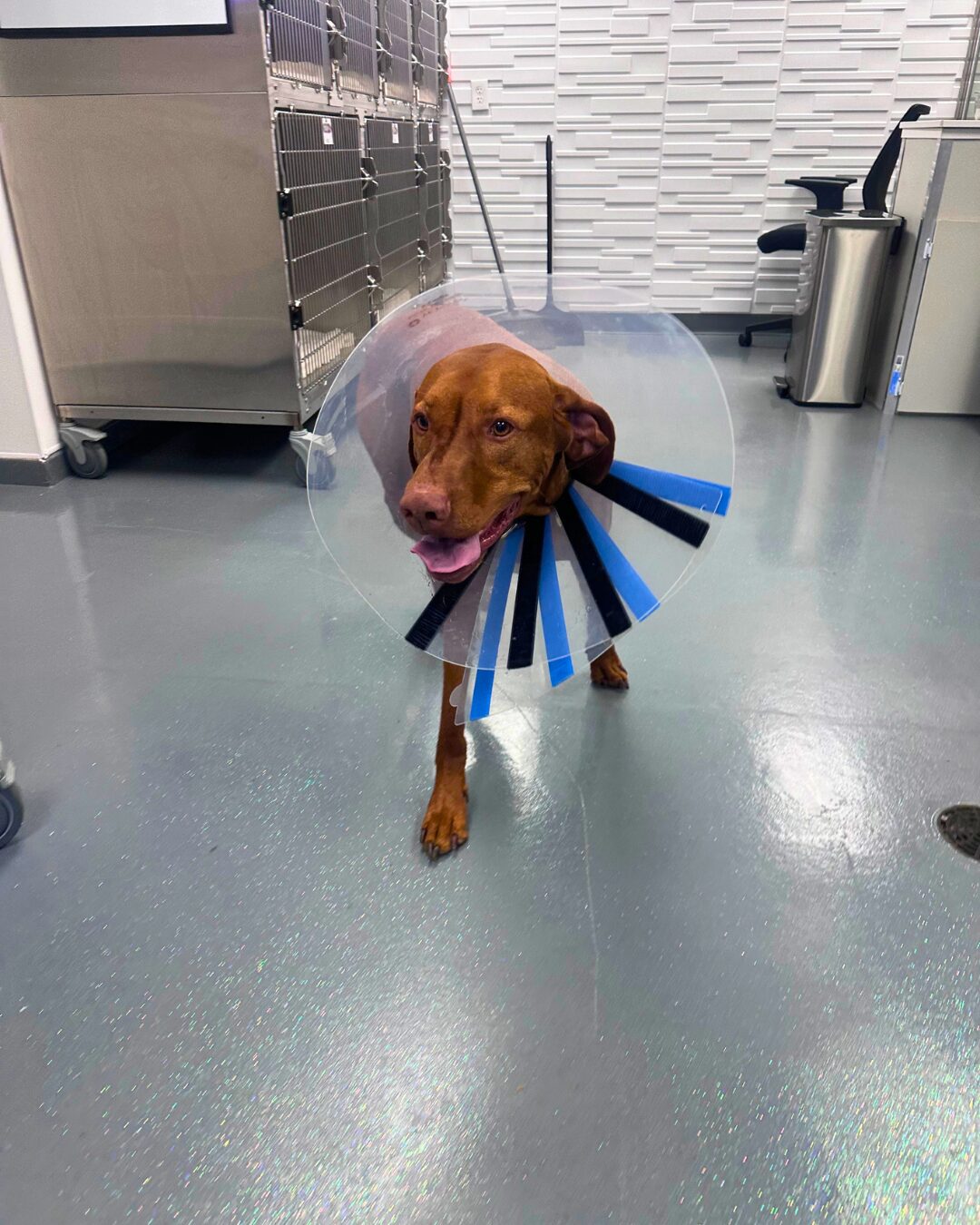 5 Ways to Help Prevent ACL Injuries in Dogs This Summer featured image