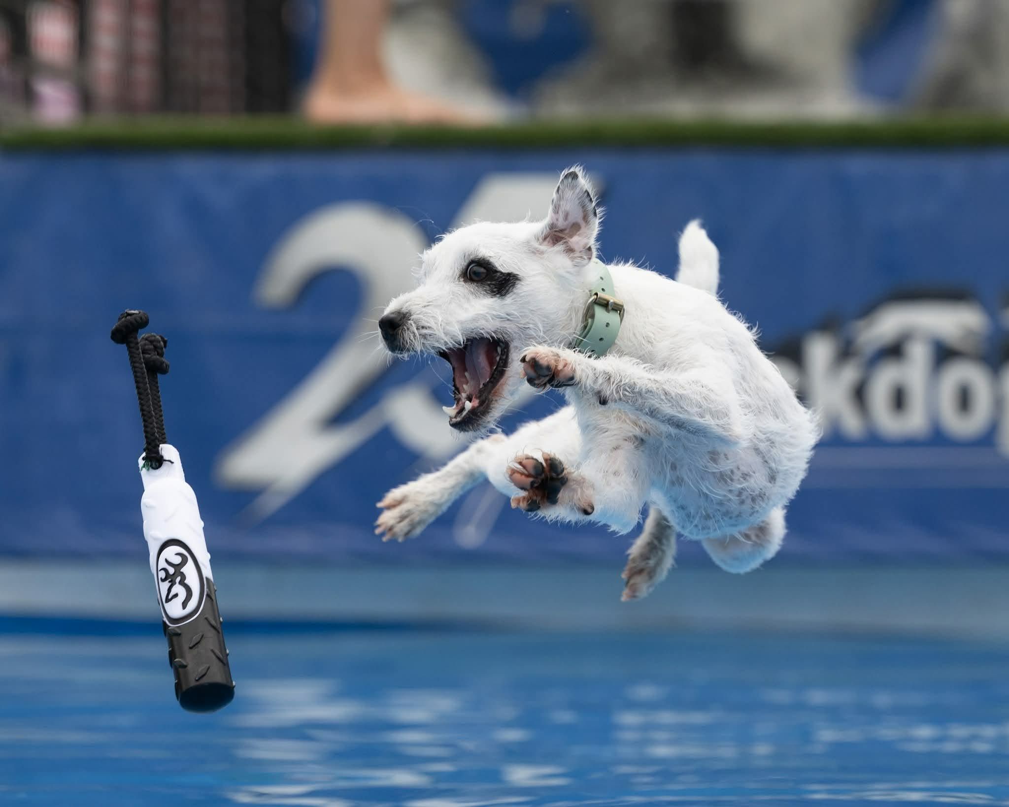 Get Ready for Big Splashes and Even Bigger Smiles: Hops on the Dock 2026 featured image