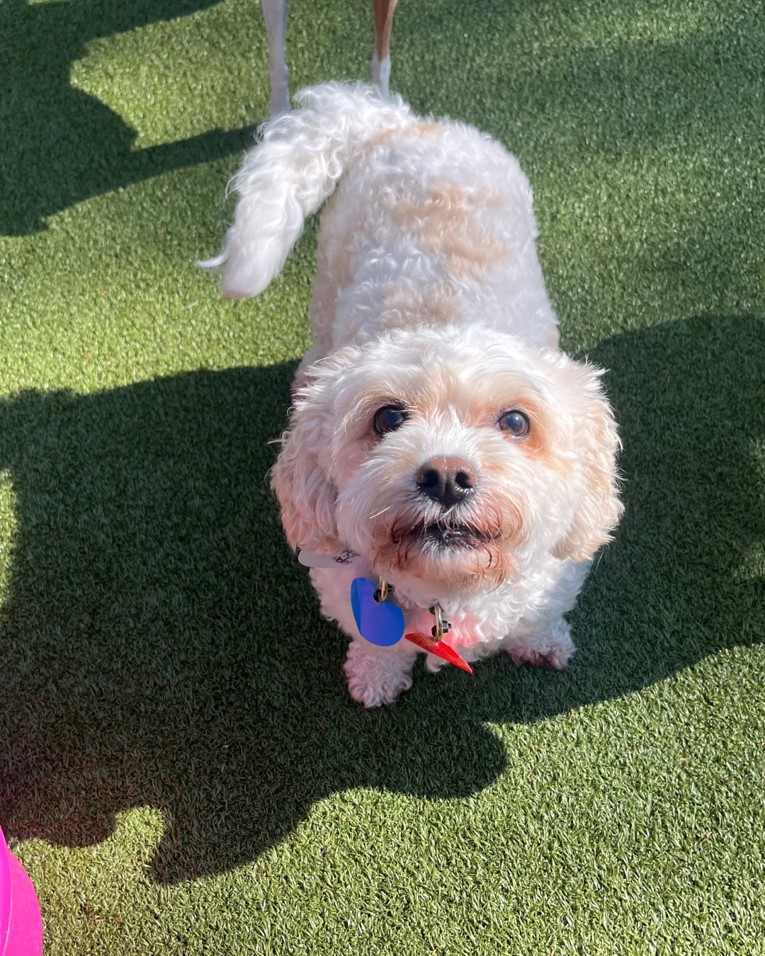 Back to School Means Back to Routine for Your Dog, Too featured image