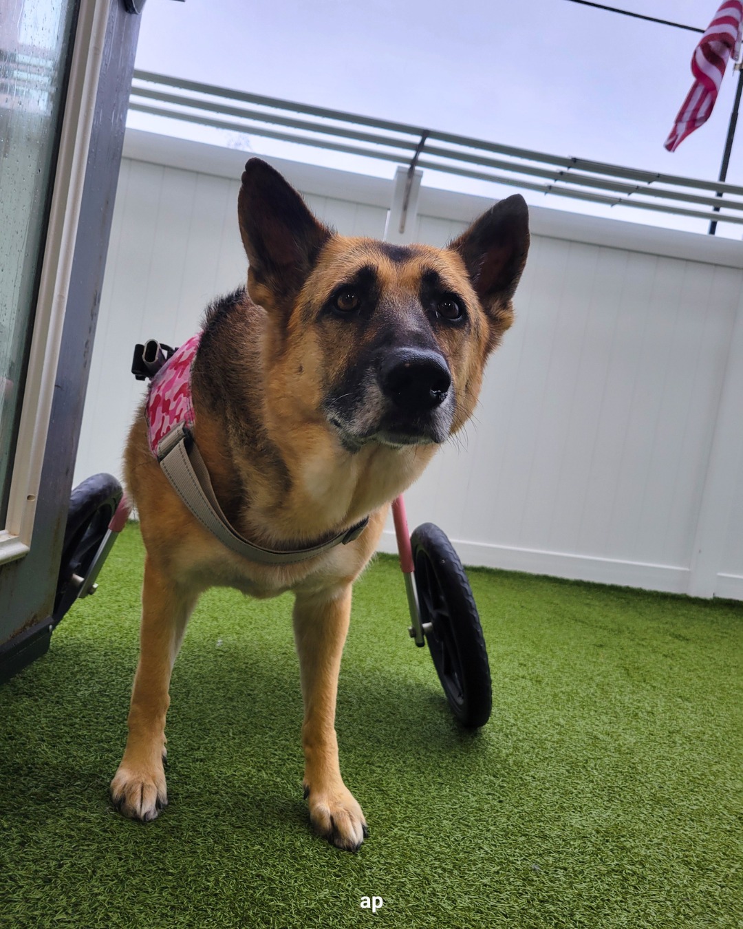 Celebrating Specially-Abled Pets: The Dogs Who Redefine Strength featured image