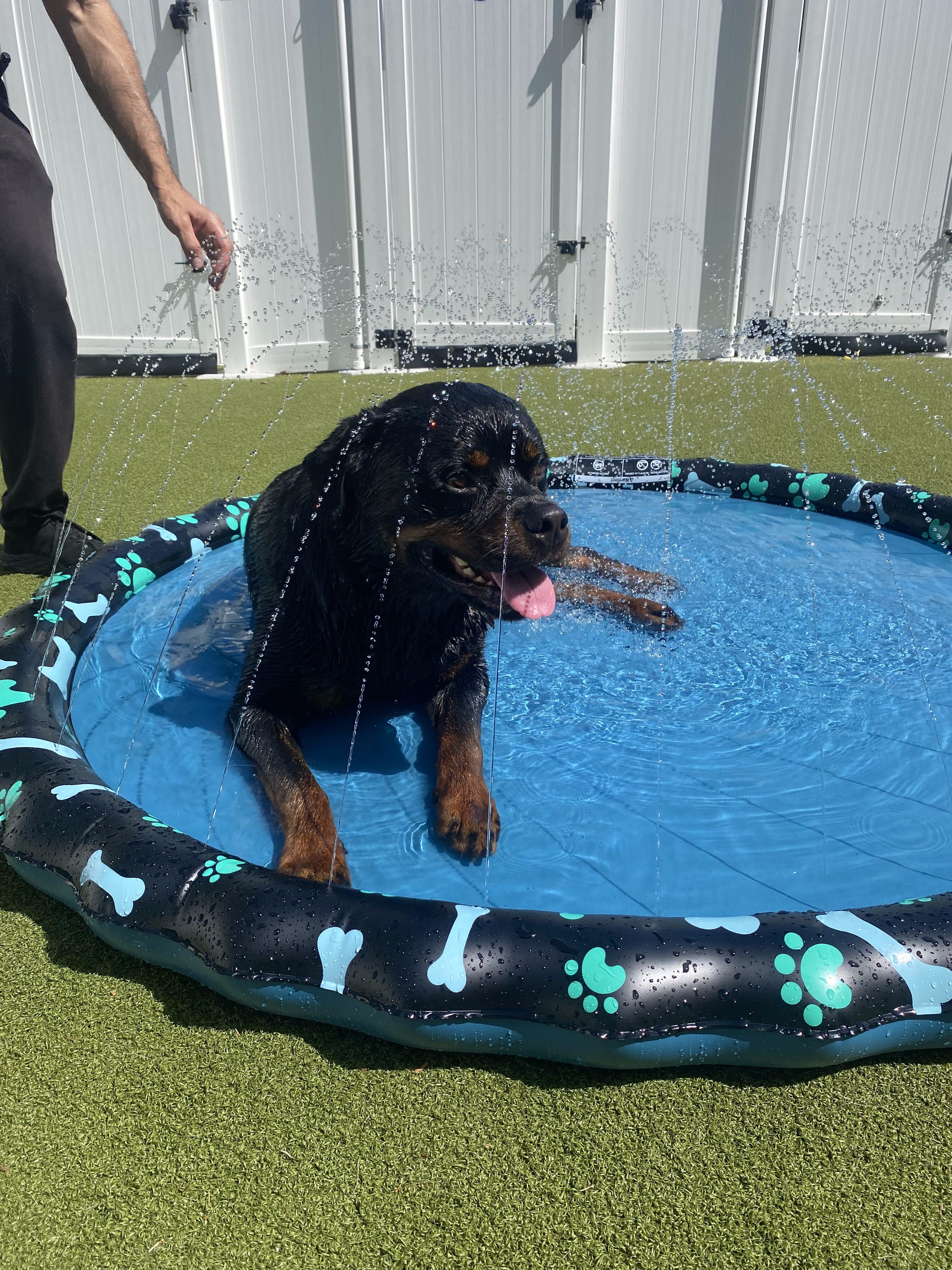 Velcro Dog? Here’s Why a Little Space Can Be One of the Best Gifts You Give Your Pup featured image