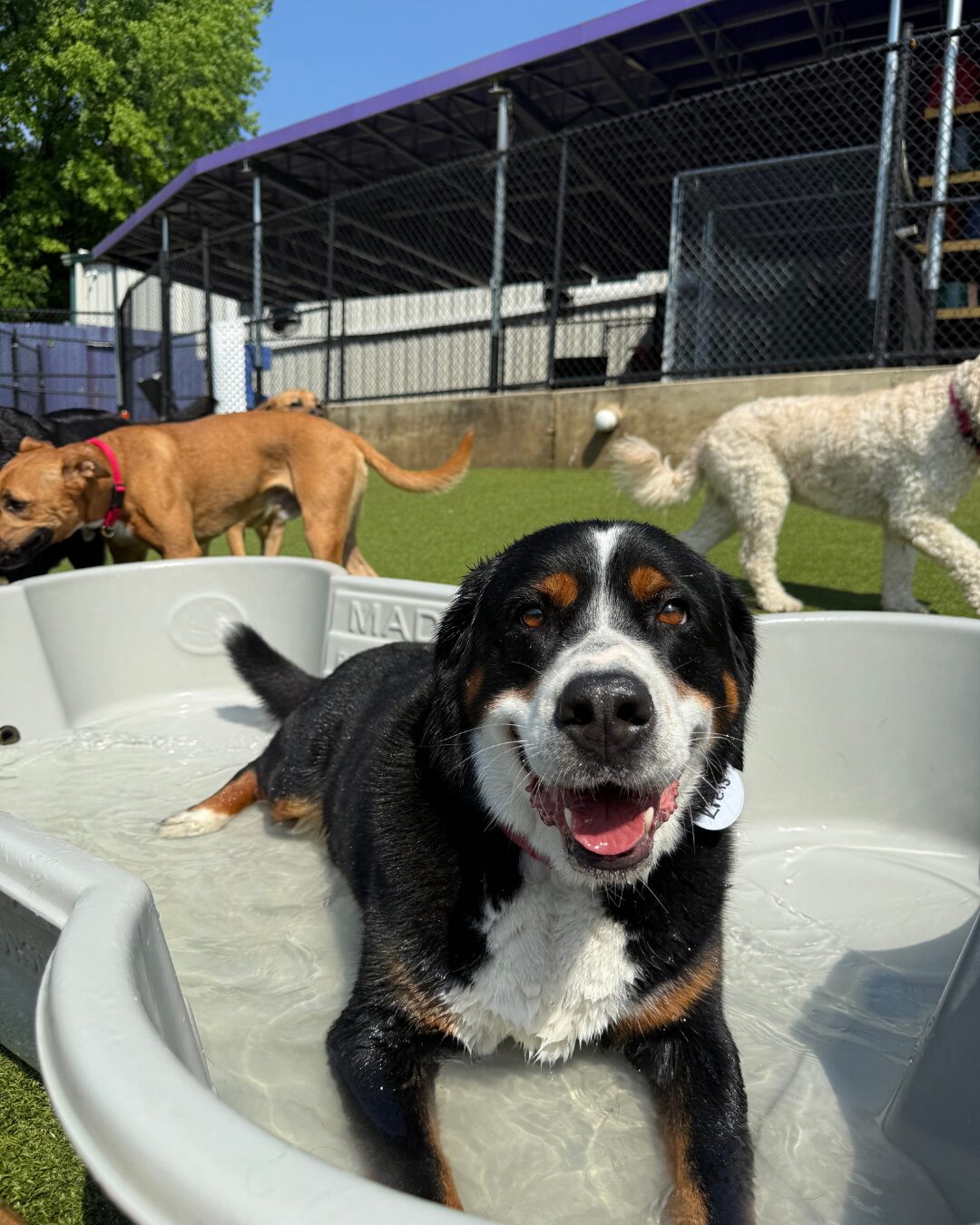 Your Last-Minute Fourth of July Plans Aren’t Pet Friendly. That’s Okay. featured image