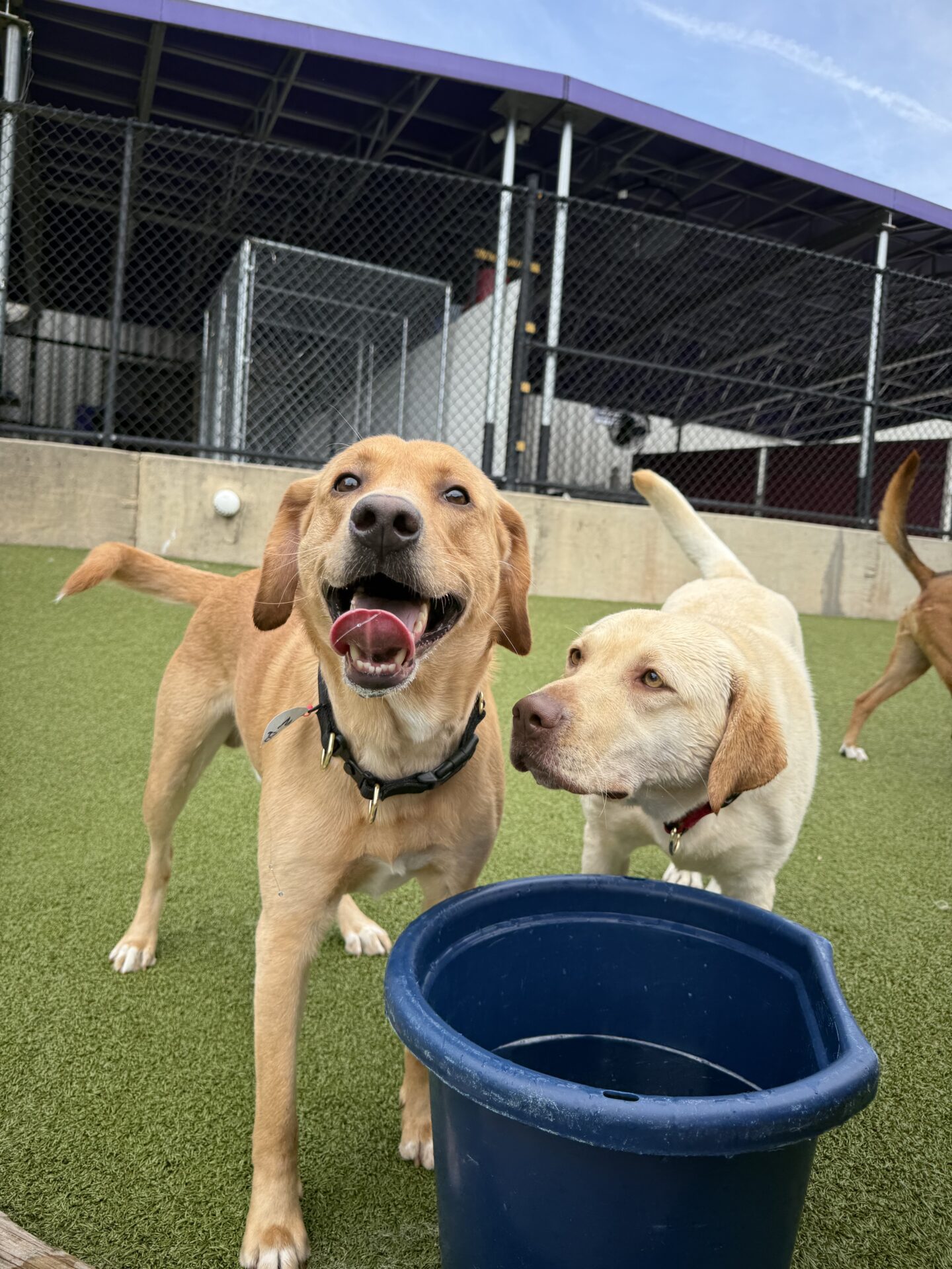 New Dog Daycare Enrollment: What to Expect During New Kid Day at Best Friends Fur Ever featured image