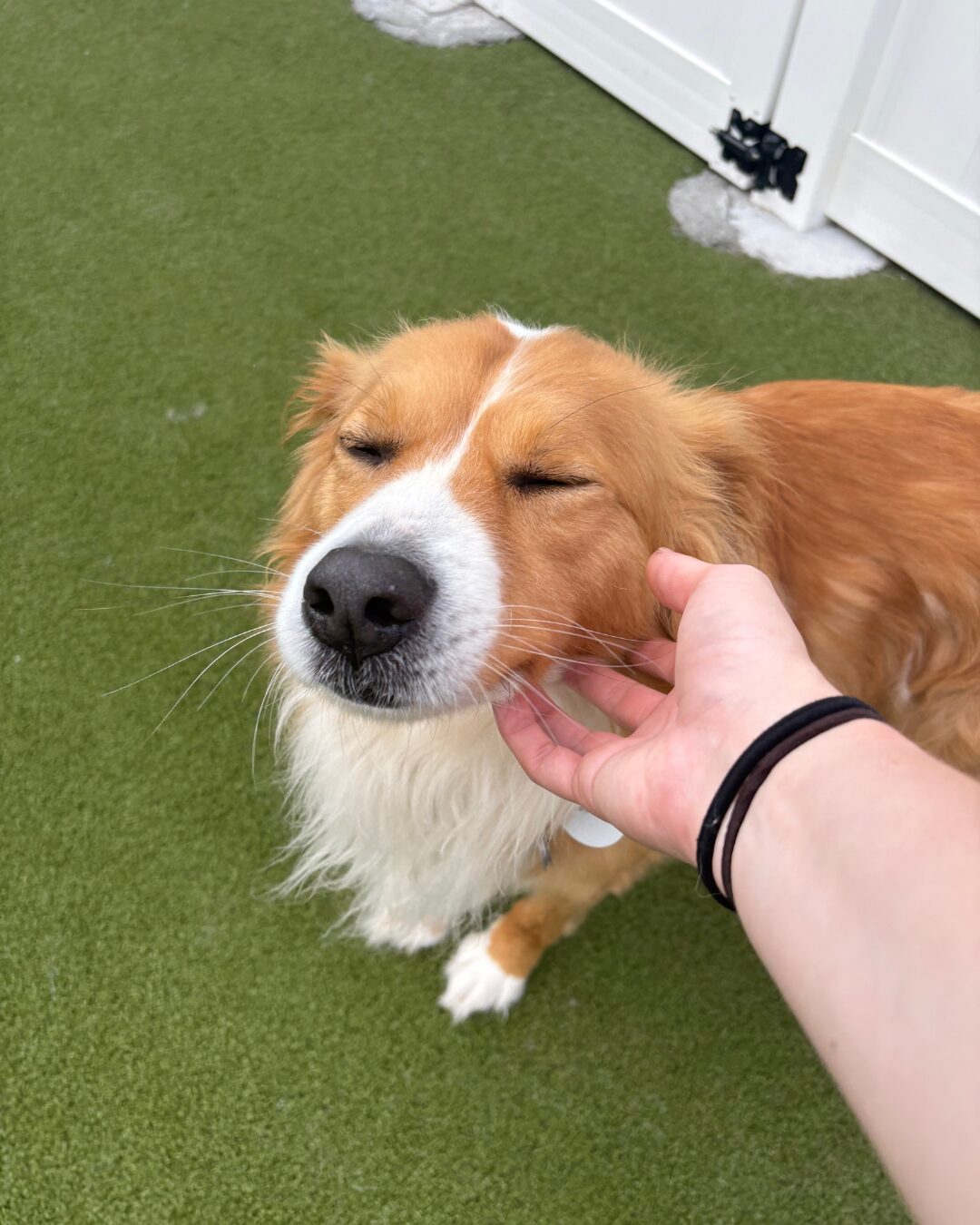Your Dog Didn’t Fail Daycare. They Just Haven’t Found the Right One. featured image