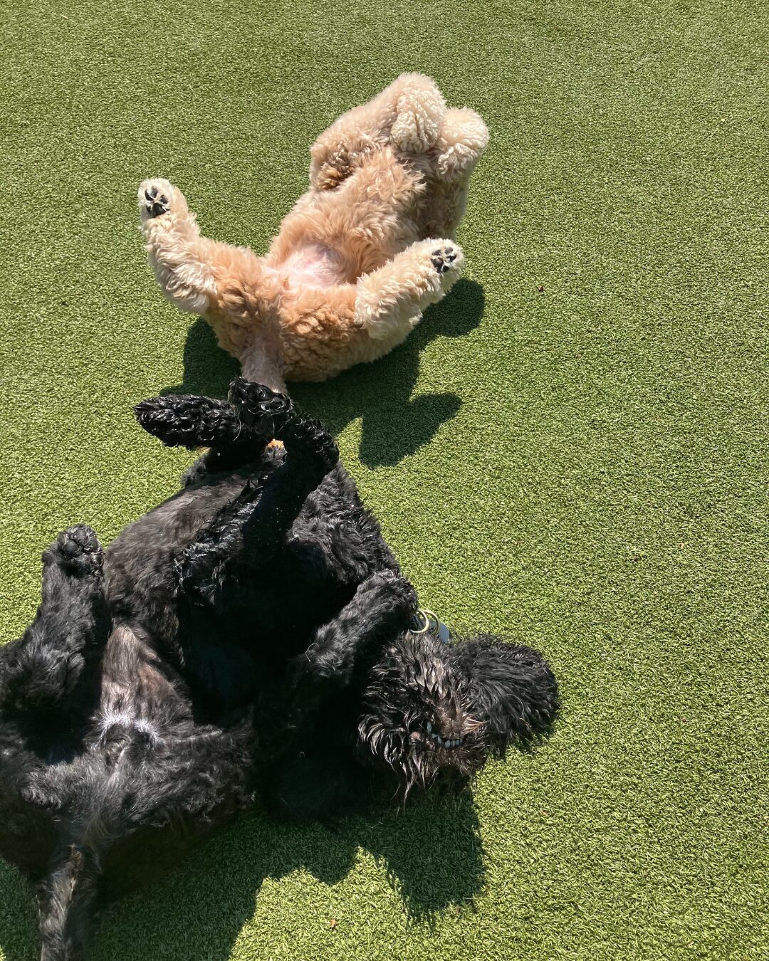 Does Your Dog Have a Best Friend? What Science Says About Canine Friendships featured image