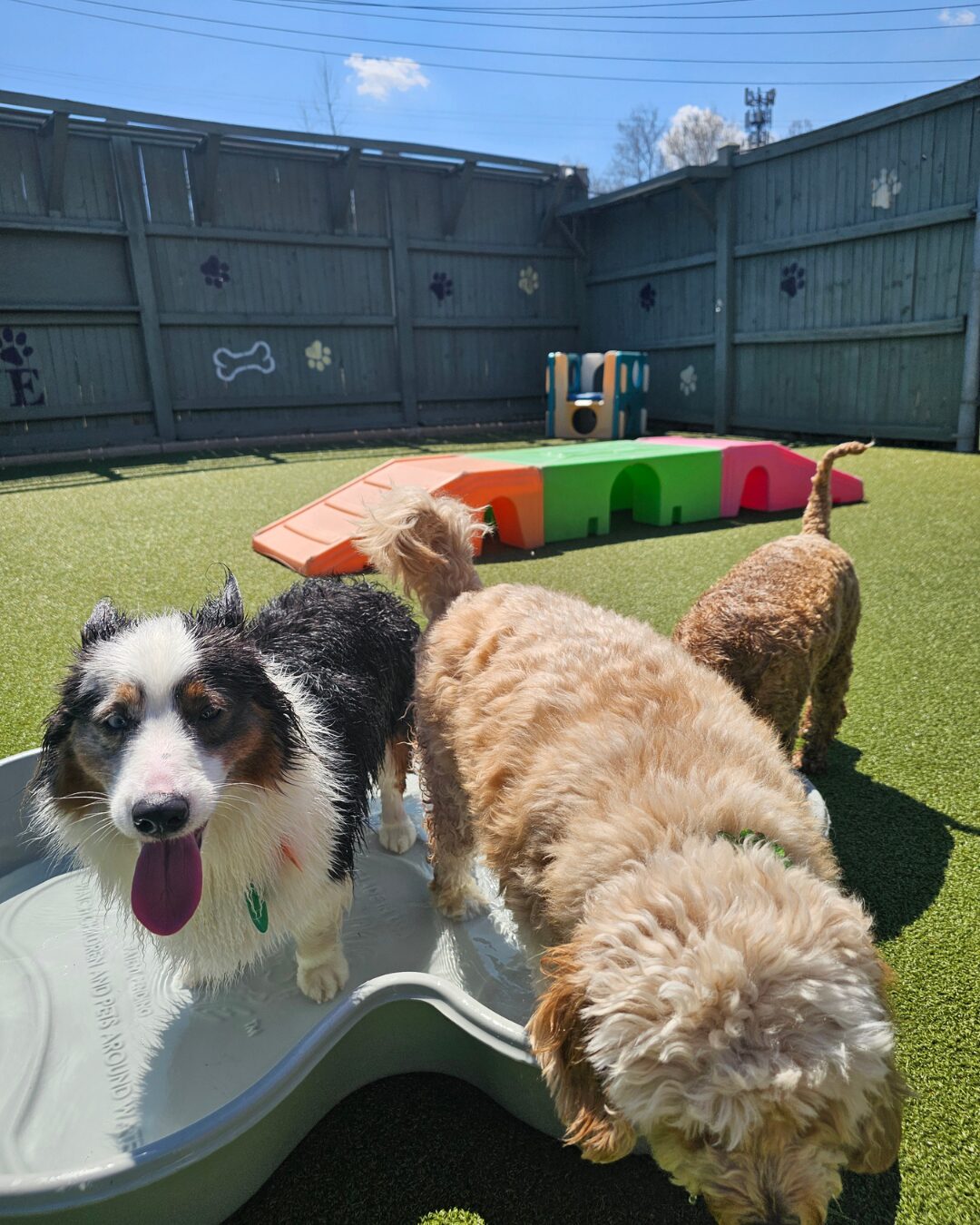 Every Dog Is Different. Every Day Can Be, Too. featured image
