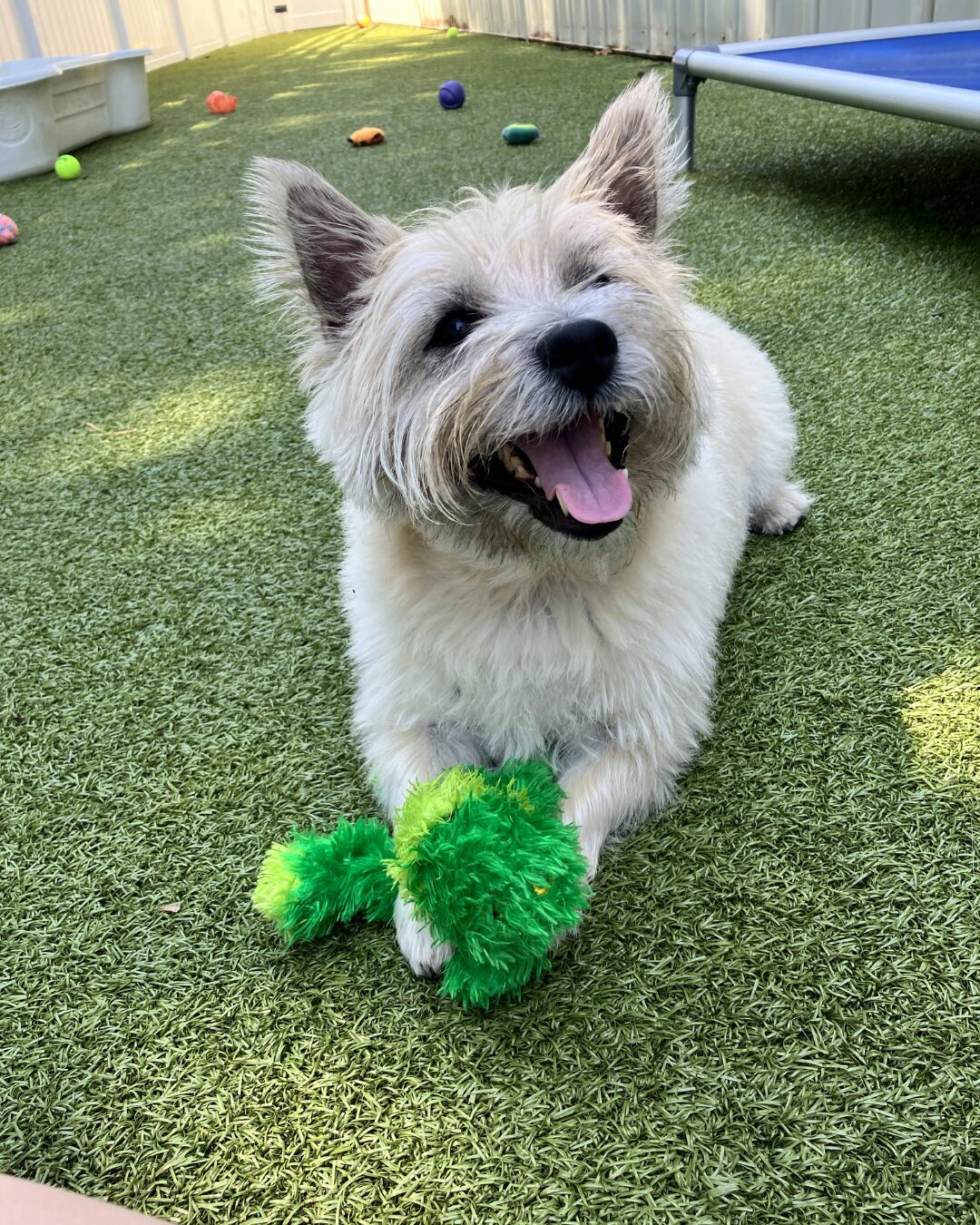 More Good Days With Your Dog: How to Choose the Right Dog Daycare & Boarding Program in Maryland featured image