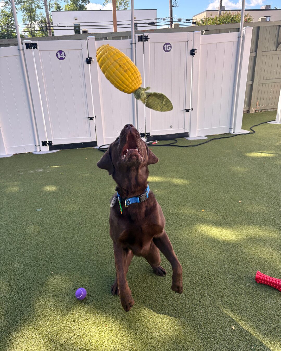 My Dog Doesn’t Like Group Daycare. What Are My Options? featured image