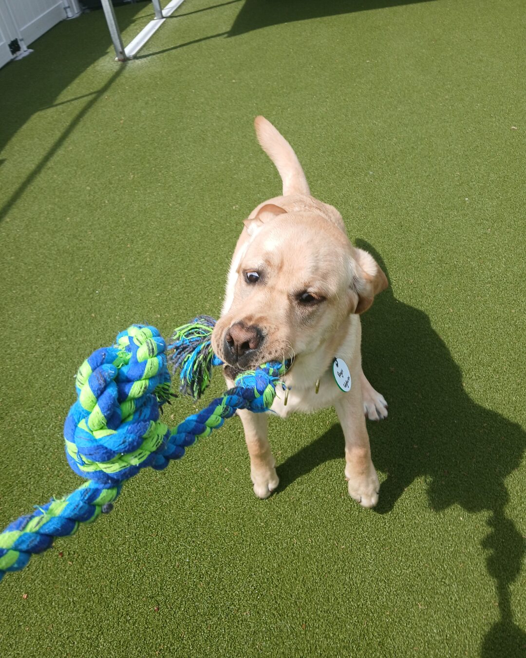Dog Daycare in Maryland: Finding the Right Daytime Routine for Your Dog featured image