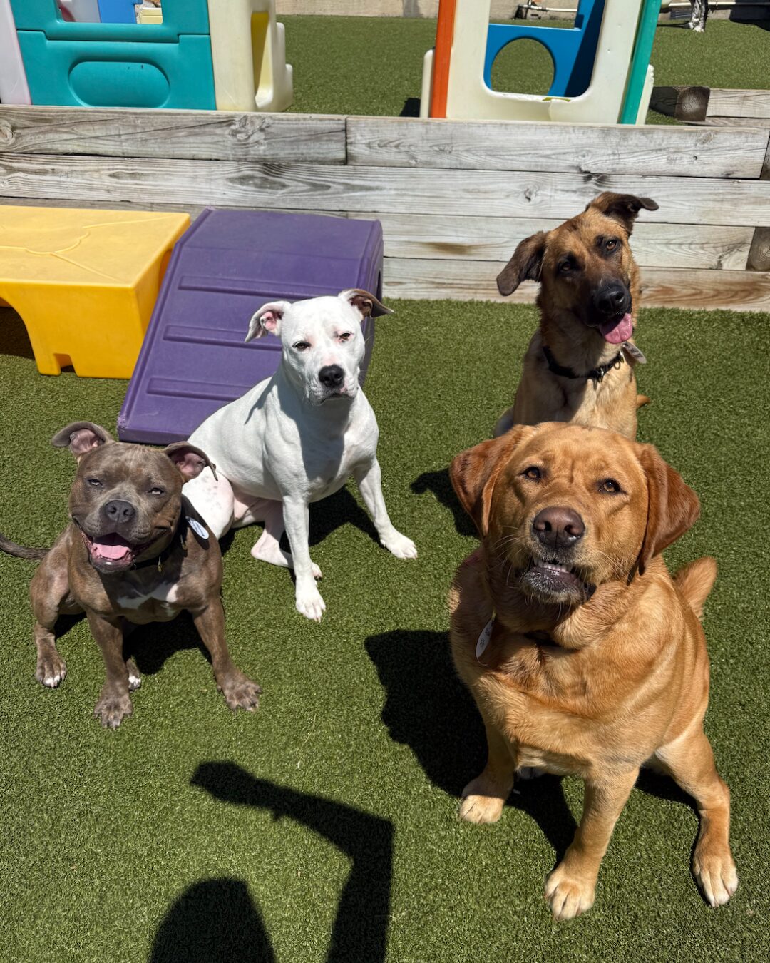 Does My Dog Need Daycare Every Day? How Often Should Dogs Go? featured image