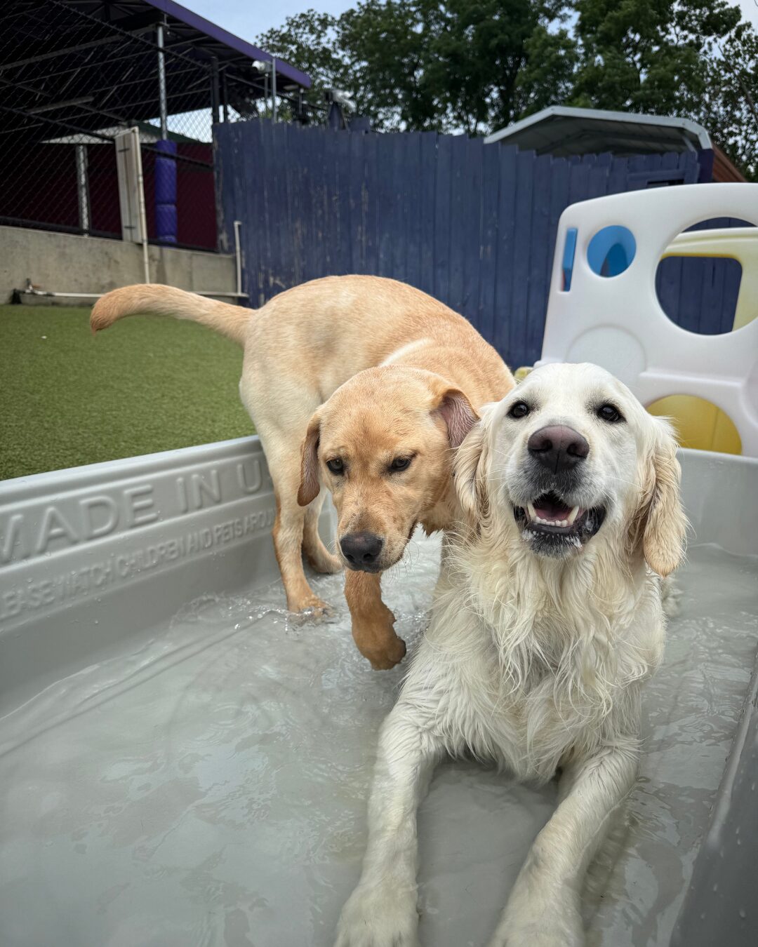 Does Your Dog Love Other Dogs? Here’s What Great Social Dog Daycare Should Look Like featured image