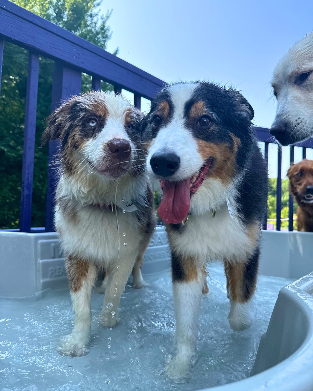Maryland is turning up the heat this Fourth of July weekend. But your dog’s safety comes first at Best Friends Fur Ever featured image