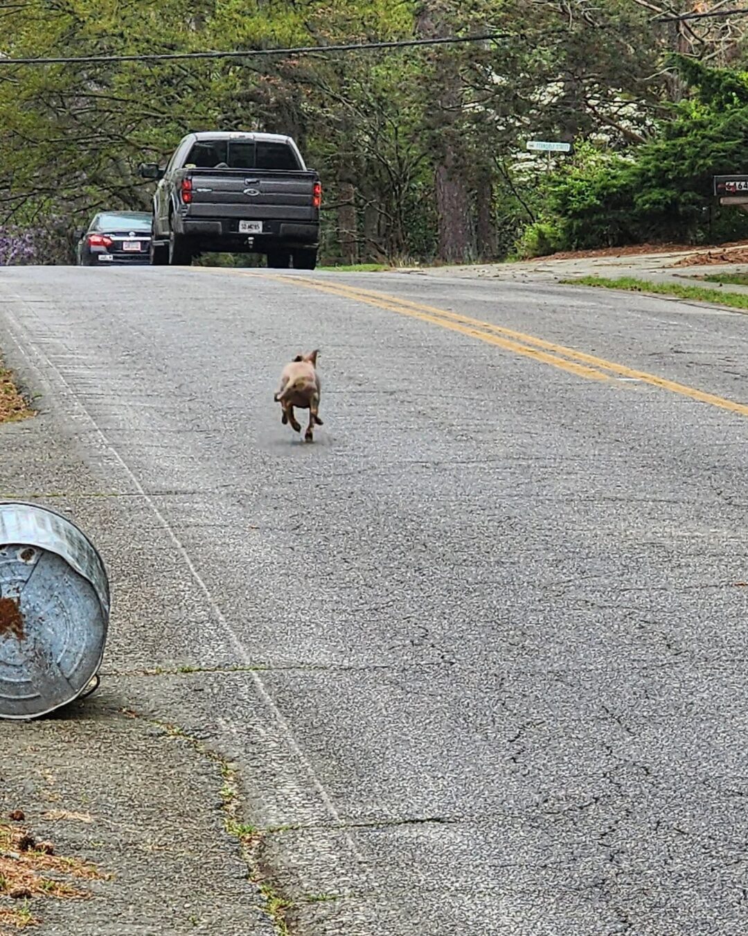 Fourth of July Is One of the Biggest Weekends for Lost Dogs. Here’s What a Former Pet Tracker Wants Every Dog Owner to Know. featured image