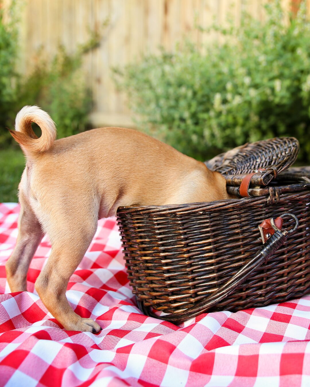 Emergency Vets in Baltimore & Harford County: A Summer Safety Guide for Maryland Dog Owners featured image