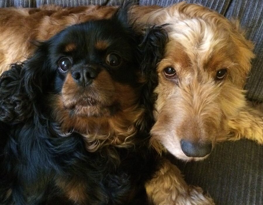 Two dogs