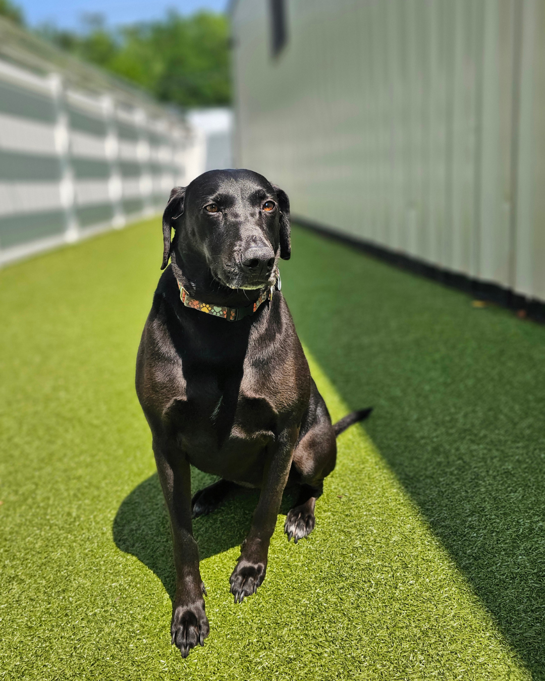 Dog Daycare & Boarding Near Aberdeen Proving Ground: A Guide for APG Employees & Contractors featured image