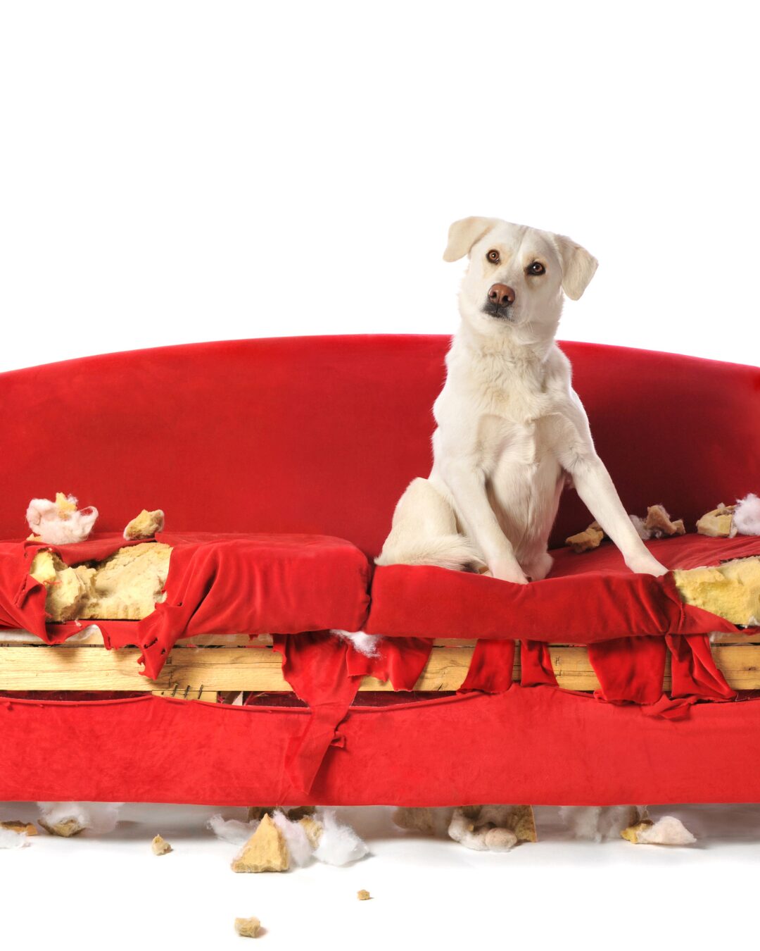 Back to School Means Separation Anxiety for Thousands of Baltimore Dogs. Here’s How to Help featured image