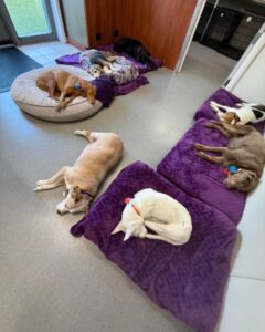 Group of dogs taking naps on purple blankets and beds at Best Friends Fur Ever near Perry Hall, MD
