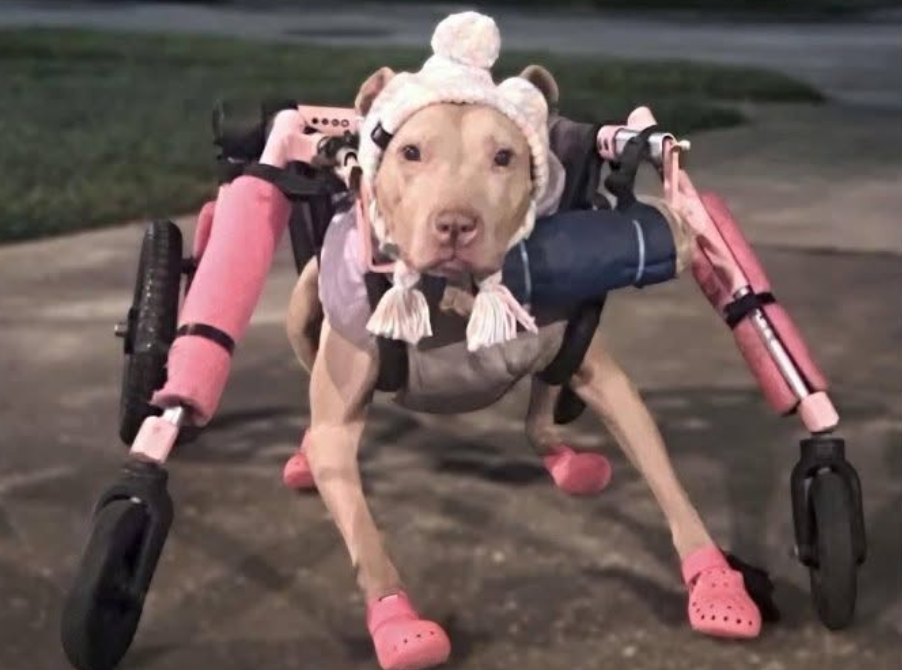 Viral Story of Baby the Disabled Dog Shows Why Dog Wheelchairs Matter featured image