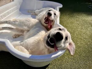 Two labs smiling in dog pool at Best Friends Fur Ever near Parkville, MD