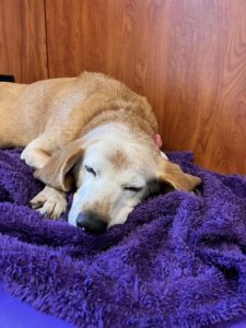 dog sleeping on purple blanket at Best Friends Fur Ever near Perry Hall, MD