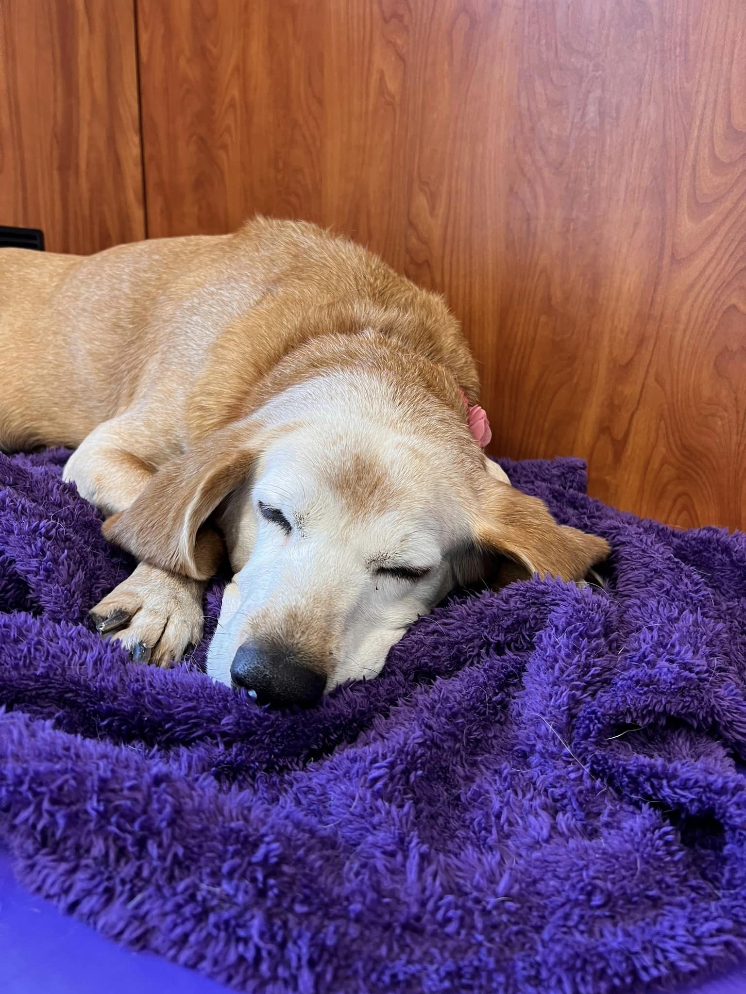 dog sleeping on purple blanket at Best Friends Fur Ever near Perry Hall, MD