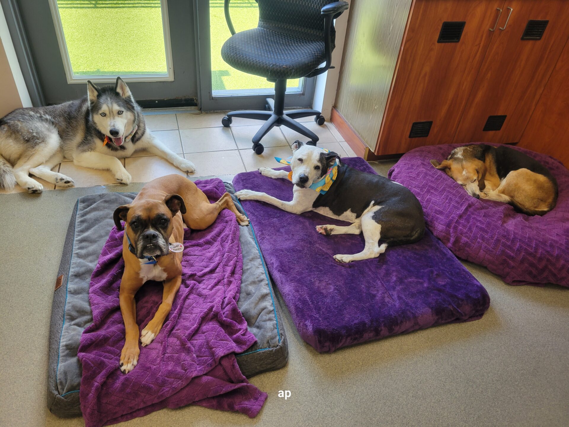 Senior Dog Daycare: Is My Dog Too Old for Daycare? featured image