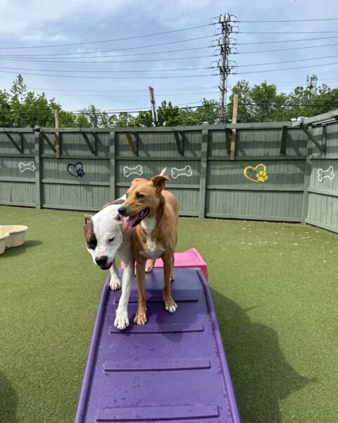 Two dogs playing on play equipment at Best Friends Fur Ever for Dog Boarding near Rosedale, MD
