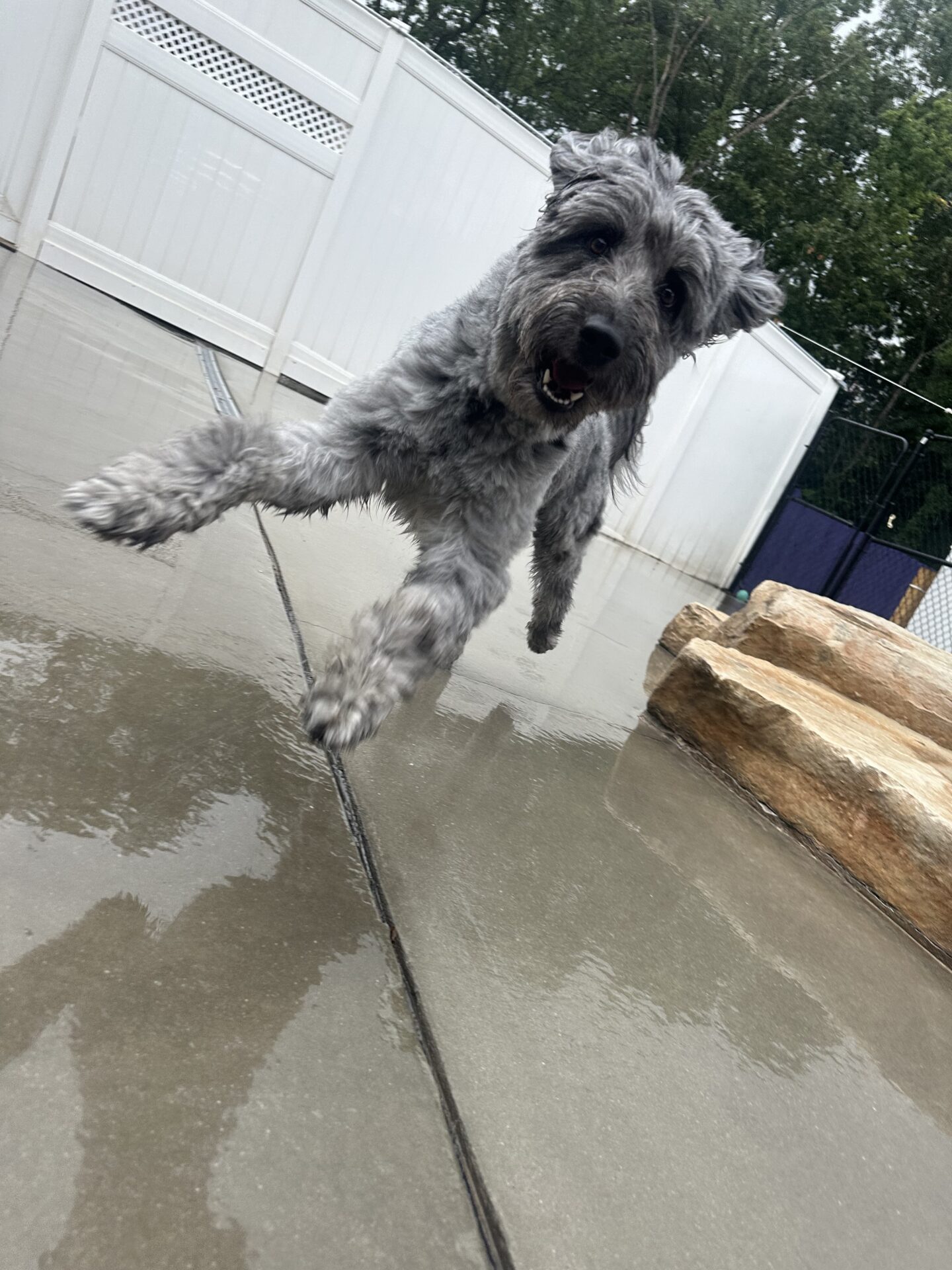 Dog Daycare Memberships in Maryland: Are They Worth It? featured image