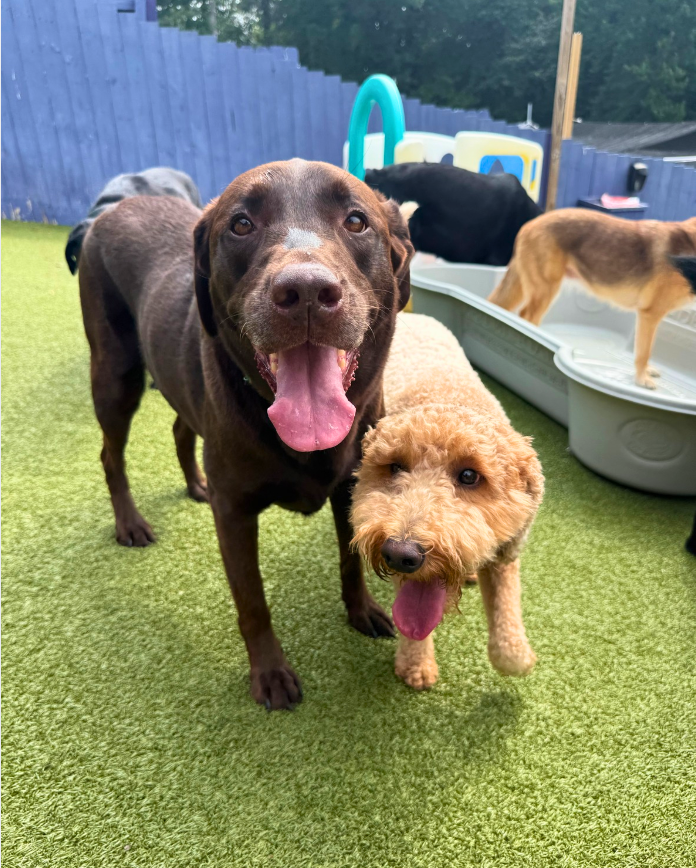 First-Time Dog Boarding at BFFE: 4 Steps to Get Started featured image