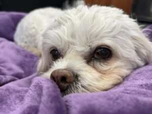 Small white dog snuggling in purple blanket at Best Friends Fur Ever for Dog Boarding near Middle River, MD