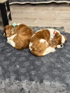 Two small dogs curled up on gray blanket at Best Friends Fur Ever for Dog Boarding near Middle River, MD